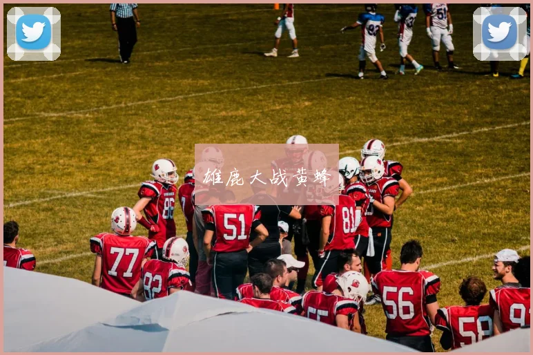 雄鹿大战黄蜂